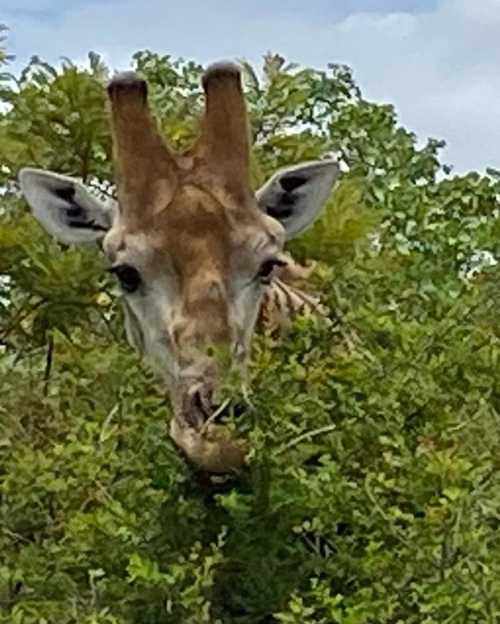 Overnight Stop Before Kruger National Park 팔라보르와 외부 사진