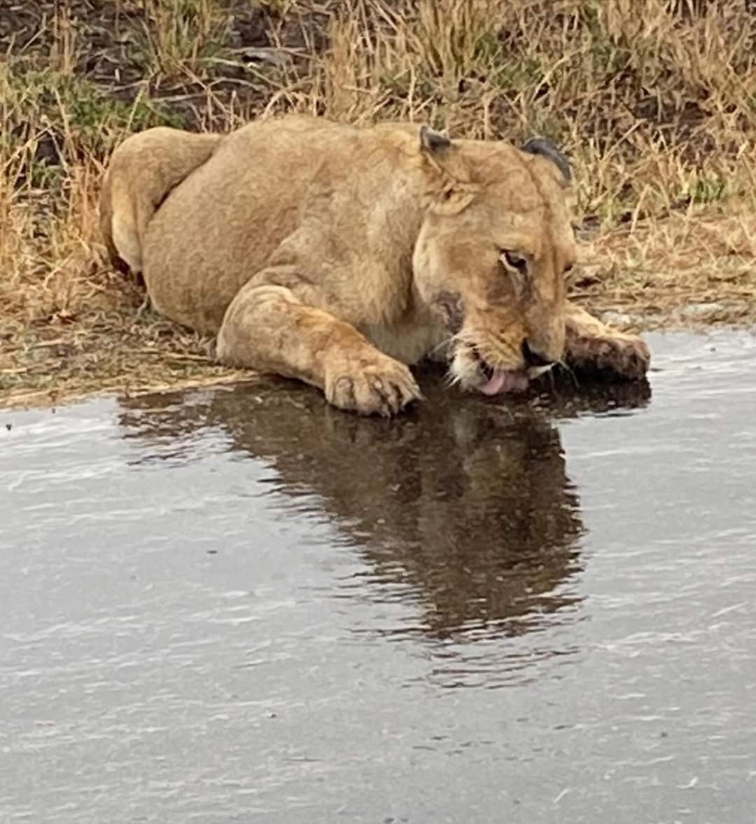 Overnight Stop Before Kruger National Park 팔라보르와 외부 사진